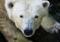 ZOO Brno - přestavba bazénu ve výběhu ledních medvědů